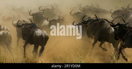 Die jährliche Serengeti-Migration, eine ganzjährige Suche nach Nahrung und Wasser durch vier nomadische Huftierarten: Gnus, Zebra, Eland und Thomson Stockfoto