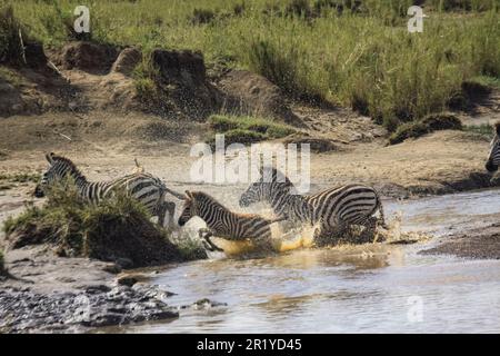 Die jährliche Serengeti-Migration, eine ganzjährige Suche nach Nahrung und Wasser durch vier nomadische Huftierarten: Gnus, Zebra, Eland und Thomson Stockfoto