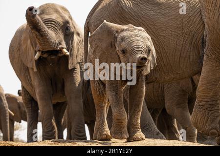 Elefantenbabys werden auch neugierig auf Geralds Presence im unterirdischen MADIKWE WILDRESERVAT, SÜDAFRIKA. BILDER, die aus nur zwei Metern Entfernung aufgenommen wurden Stockfoto