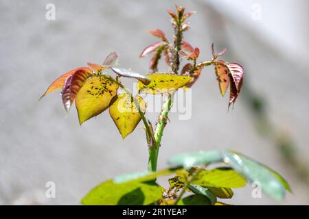 Eine Gruppe von Rose Blattläuse (Macrosiphon Rosae) auf einem rosa Stiel. Bekannt als Pflanze Läuse, sind Blattläuse spezialisierte Anlage Zufuhren, die saugen den Saft von Anlage ve Stockfoto