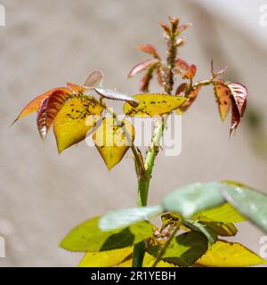 Eine Gruppe von Rose Blattläuse (Macrosiphon Rosae) auf einem rosa Stiel. Bekannt als Pflanze Läuse, sind Blattläuse spezialisierte Anlage Zufuhren, die saugen den Saft von Anlage ve Stockfoto