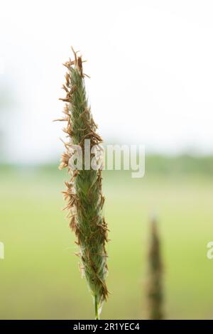 Ein lebendiges, sonniges Wiesen-Fuchsschwanz-Gras, das in der Brise weht Stockfoto