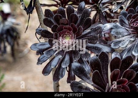 Schwarze Rose - Äonium Arboreum „Zwartkop“ in einem Kaktus und saftigen Garten, fotografiert in Israel im Mai Stockfoto