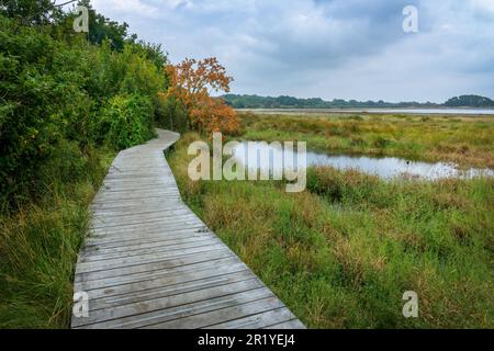 Wanderweg auf der Ile-au-Moines, Golf von Morbihan, Bretagne, Frankreich Stockfoto