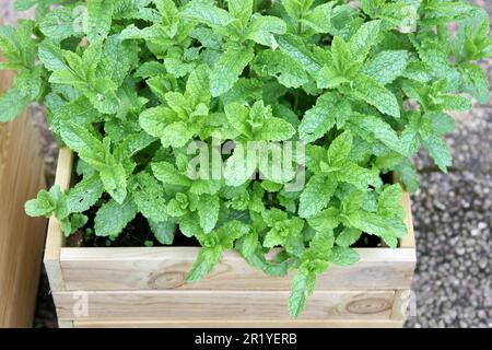 Marokkanische Münzprägeanstalt Stockfoto