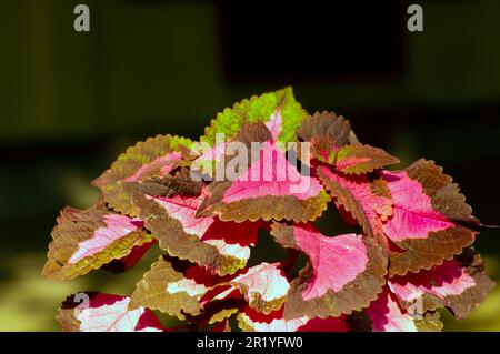 Farbenfroher Coral Coleus, allgemein bekannt als Coleus, eine Art Blütenpflanze Stockfoto