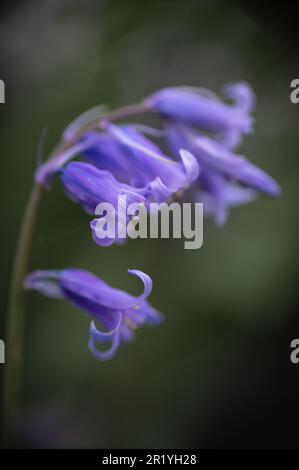 Bluebells in Hillhouse Woods, West Bergholt, Essex. Blaue, lila Blumen. Frühling. Stockfoto