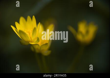 Kleine Celandine, Pilewort, Ficaria verna. Gelbe Blumen auf grünem Hintergrund. Stockfoto