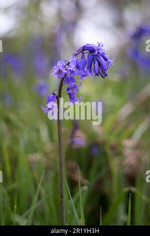 Bluebells in Hillhouse Woods, West Bergholt, Essex. Blaue, lila Blumen. Frühling. Stockfoto