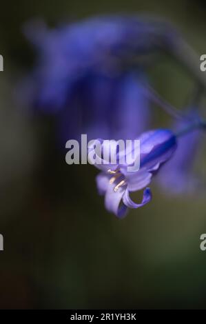 Bluebells in Hillhouse Woods, West Bergholt, Essex. Blaue, lila Blumen. Frühling. Stockfoto