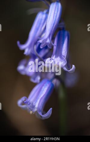 Bluebells in Hillhouse Woods, West Bergholt, Essex. Blaue, lila Blumen. Frühling. Stockfoto