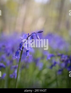 Bluebells in Hillhouse Woods, West Bergholt, Essex. Blaue, lila Blumen. Frühling. Stockfoto