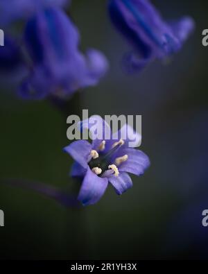 Bluebells in Hillhouse Woods, West Bergholt, Essex. Blaue, lila Blumen. Frühling. Stockfoto