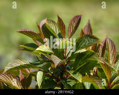 Nahaufnahme von Bronzeflutschten neuen Wachstumsblättern von Viburnum farreri „nanum“ in einem Garten im Frühling Stockfoto