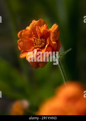 Nahaufnahme einer einzelnen Blume von Geum „Dolly North“ in einem Garten im Frühsommer Stockfoto