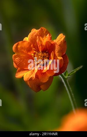 Nahaufnahme einer einzelnen Blume von Geum „Dolly North“ in einem Garten im Frühsommer Stockfoto