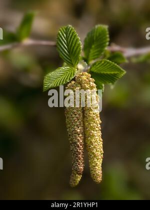 Katzenverschlüsse und neue Blätter von Betula medwediewii in einem Garten im Frühling Stockfoto