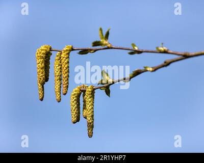 Katzenverschlüsse und neue Blätter von Betula medwediewii, isoliert gegen einen blauen Himmel Stockfoto