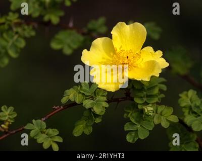 Nahaufnahme einer einzigen Blume von Rosa xanthina „Kanarienvogel“ vor dunklem Hintergrund Stockfoto
