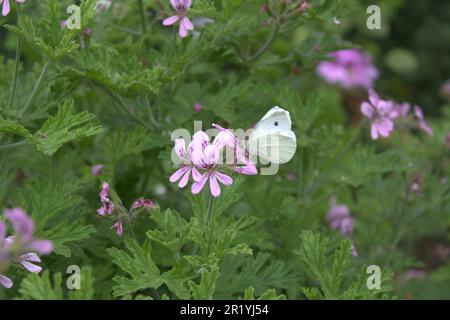 Kleiner Kohlschmetterling Stockfoto