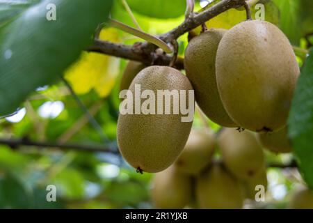 Kiwis auf den Reben in Te Puke Neuseeland Stockfoto