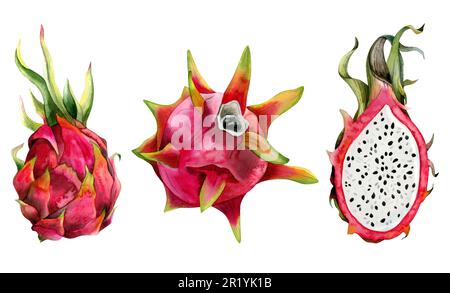 Rosa Drachenfrucht Aquarell-Zeichnungsset mit ganzer Pitaya und halber Hälfte. Realistische botanische exotische Kaktuspflanze Stockfoto