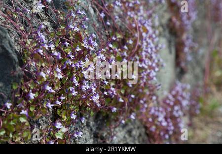 Linaria cymbalaria - Ivy hinterließ an einer Steinmauer wachsenden Deadflax. Stockfoto