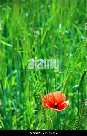 Mohn Stockfoto
