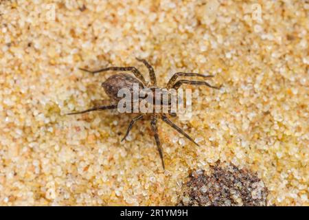 Dünnbeinige Wolfsspinne (Pardosa milvina) Stockfoto