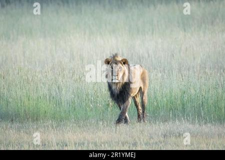 Löwe läuft im Gras, Löwe mit schwarzer Mütze, Kalahari, Kgalagadi Transfrontier Park, Südafrika Stockfoto