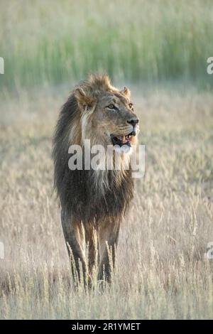 Löwe im Gras, Walking, schwarzer Löwe Porträt. Kalahari, Kgalagadi Transfrontier Park, Südafrika Stockfoto