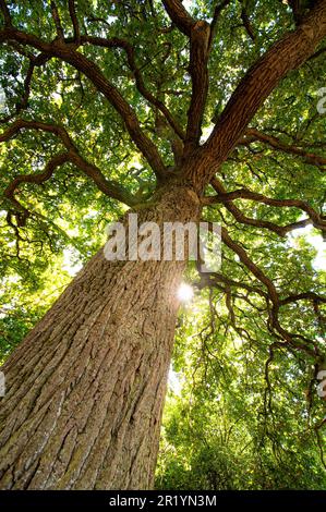 Baum im Park, helle Sonne zwischen den Blättern, Sonnenlicht, das durch die Blätter filtert, Sonne scheint im Wald, Sonnenschein, Sonnenschein durch den Baum Stockfoto