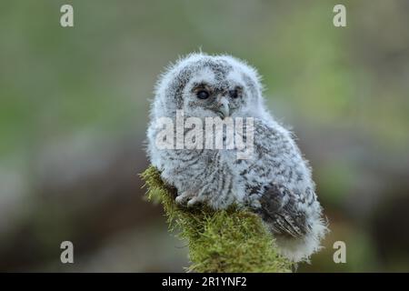 Junge Tawny Owl (Strix aluco), auf einem mit Moos bedeckten Ast sitzend, Nordrhein-Westfalen, Deutschland Stockfoto