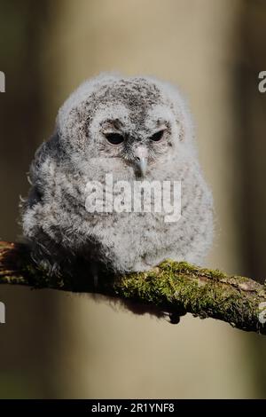 Junge Tawny Owl (Strix aluco), auf einem mit Moos bedeckten Ast sitzend, Nordrhein-Westfalen, Deutschland Stockfoto