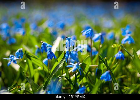 Sibirische Blüten auf der Wiese, Scilla siberica Stockfoto