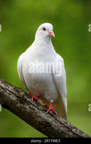 Felsentaube oder gewöhnliche Taube oder wilde Taube in Kent, Großbritannien. Weiße Taube sitzt auf einem Ast, der nach rechts zeigt, mit grünem Hintergrund. Weiße Taube (Columba livia). Stockfoto