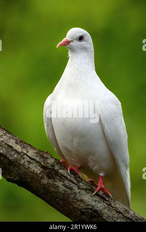 Felsentaube oder gewöhnliche Taube oder wilde Taube in Kent, Großbritannien. Weiße Taube auf einem Ast mit grünem Hintergrund. Weiße Taube (Columba livia). Stockfoto