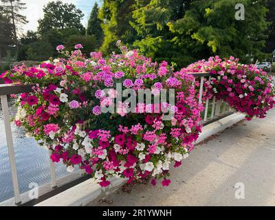 Blick auf wunderschöne Blumen auf der Brücke über dem Wasser Stockfoto