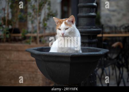 Kotor, Montenegro - Eine wunderschöne weiße und gelbe Katze fühlt sich in einem öffentlichen Springbrunnen wohl Stockfoto