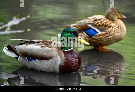 Männliche und weibliche Stockenten in einem See in Kent, Großbritannien. Konzentrieren Sie sich auf den Vordergrund-Stockenten drake. Die Stockente (Anas platyrhynchos) in Beckenham. Stockfoto