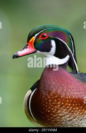 Nahaufnahme eines männlichen Holzenten in Kent, Großbritannien. Diese farbenfrohe Ente hat ein wunderschönes Gefieder. Holzente oder Carolina-Ente (Aix sponsa) in Beckenham. Stockfoto