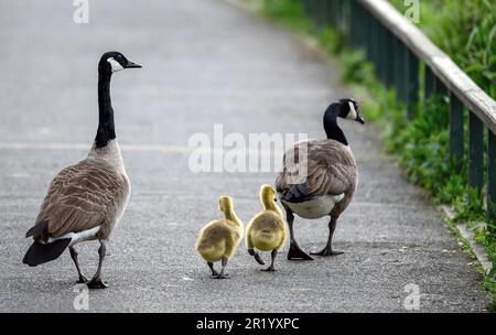 Eine Familie kanadischer Gänse mit zwei Goslings in einem Park in Kent, Großbritannien. Die Gänse laufen auf einem Pfad davon. Kanadische Gans (Branta canadensis) in Beckenham. Stockfoto