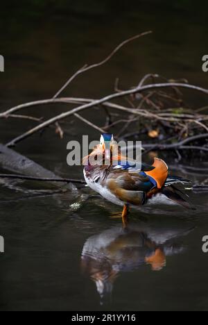Männliche Mandarinenente in einem See in Kent, Großbritannien. Ducken Sie sich vor die Kamera. Mandarinente (Aix galericulata) in Kelsey Park, Beckenham, London Stockfoto