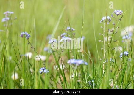 Rasen im Garten wurde im Mai nicht gemäht. Insektenfreundliche Bio-Wiese mit langem Gras und hellblauen Feld vergesst-mich-nicht Wildblumen. Kein Mähen Mai Konzept Stockfoto