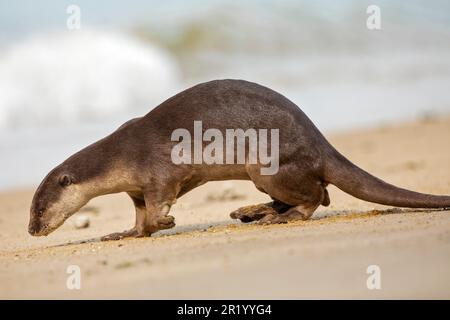 Ausgewachsener männlicher, glatt beschichteter Otter markiert Territorium an einem Strand, Singapur Stockfoto