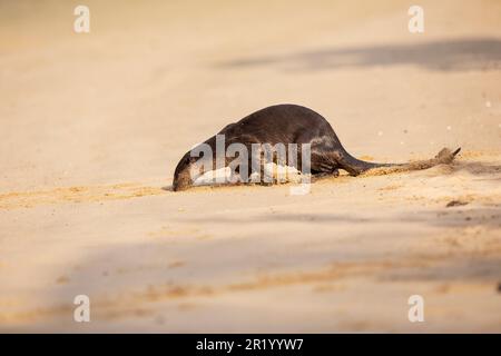 Ausgewachsener männlicher, glatt beschichteter Otter markiert Territorium an einem Strand, Singapur Stockfoto