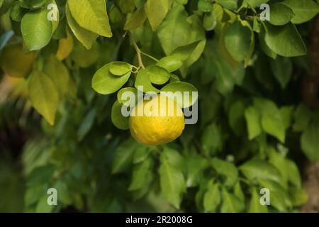 Frische, reife Triflors wachsen an Bäumen im Freien Stockfoto