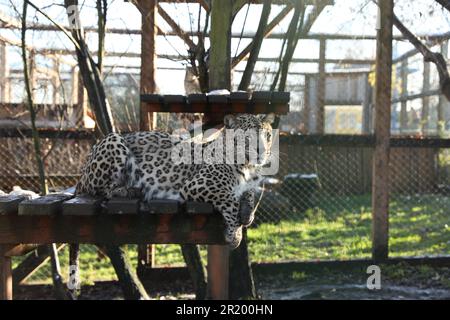 Wunderschöner persischer Leopard, der auf einer hölzernen Terrasse im Zoo liegt Stockfoto