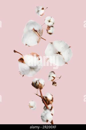 Wunderschöne flauschige Baumwollblumen auf pinkfarbenem Hintergrund Stockfoto