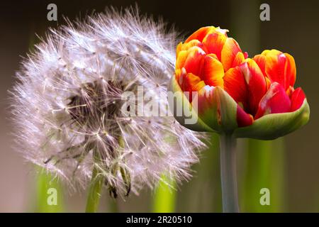 FLORA : TULPE BUD MIT LÖWENZAHN Stockfoto